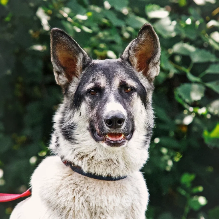 Собаки в Сергиеве Посаде: Аша якутенок Девочка, Бесплатно - фото 3