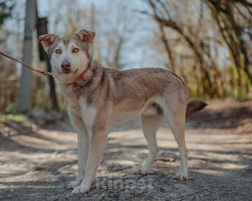 Собаки в Санкт-Петербурге: Джекки ищет дом  Мальчик, Бесплатно - фото 1