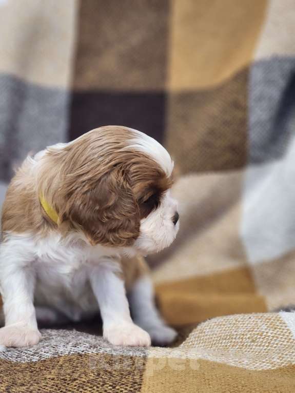 Собаки в Анапе: Желтая лента  Девочка, 110 000 руб. - фото 10