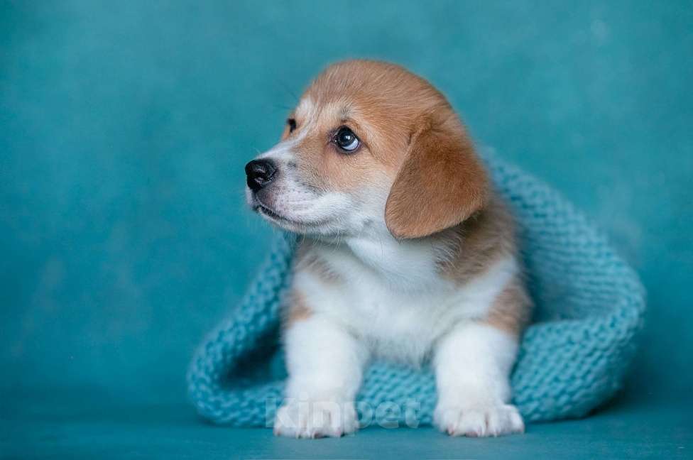 Собаки в Москве: TRUFEL IZ BASVET PRIDE  Мальчик, 95 000 руб. - фото 2