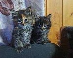 Кошки в Весьегонске: очаровательные мейн куны-рысята, 10 000 руб. - фото 3