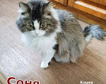 Кошки в Полярном: Стерилизованная кошка, Бесплатно - фото 1