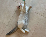 Кошки в Серафиме: Котенок.2 5 месяца, Бесплатно - фото 4