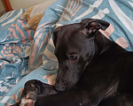 Собаки в Краснодаре: Отдам щенка Стаффорда метиса 5месяцев Мальчик, Бесплатно - фото 3