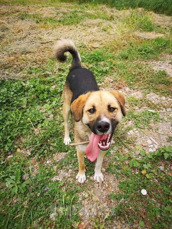 Собаки в Москве: Ультра - молодая, добрая, ласковая девочка, которая ищет свою любящую семью! Девочка, Бесплатно - фото 6