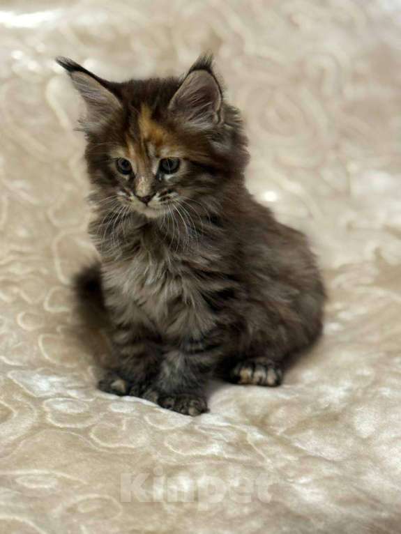 Кошки в Серпухове: Котёнок мейн-кун полидакт Девочка, 65 000 руб. - фото 1