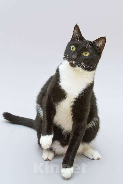 Кошки в Москве: Кот Антошка ищет свою семью.  Мальчик, Бесплатно - фото 5