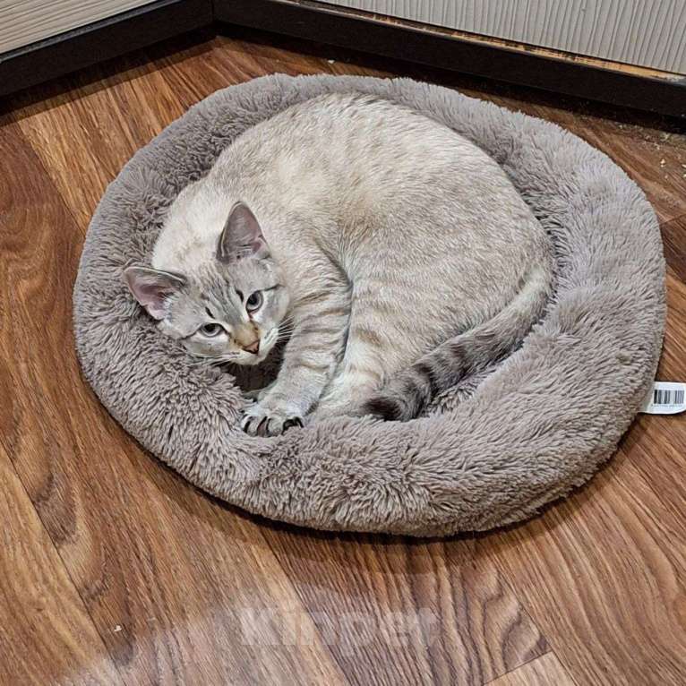 Кошки в Липецке: Отдаю в надёжные руки Кефира Мальчик, Бесплатно - фото 10