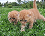 Кошки в Санкт-Петербурге: Шотландские котята Мальчик, 50 000 руб. - фото 2