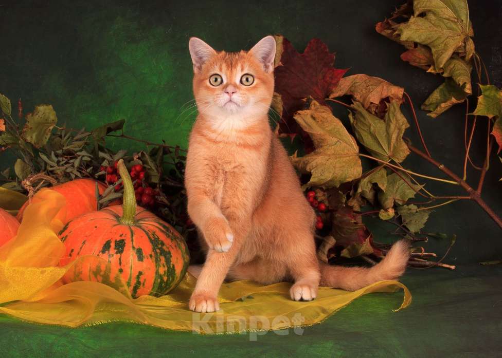 Кошки в Санкт-Петербурге: Золотой котик Скоттиш страйт Мальчик, Бесплатно - фото 2