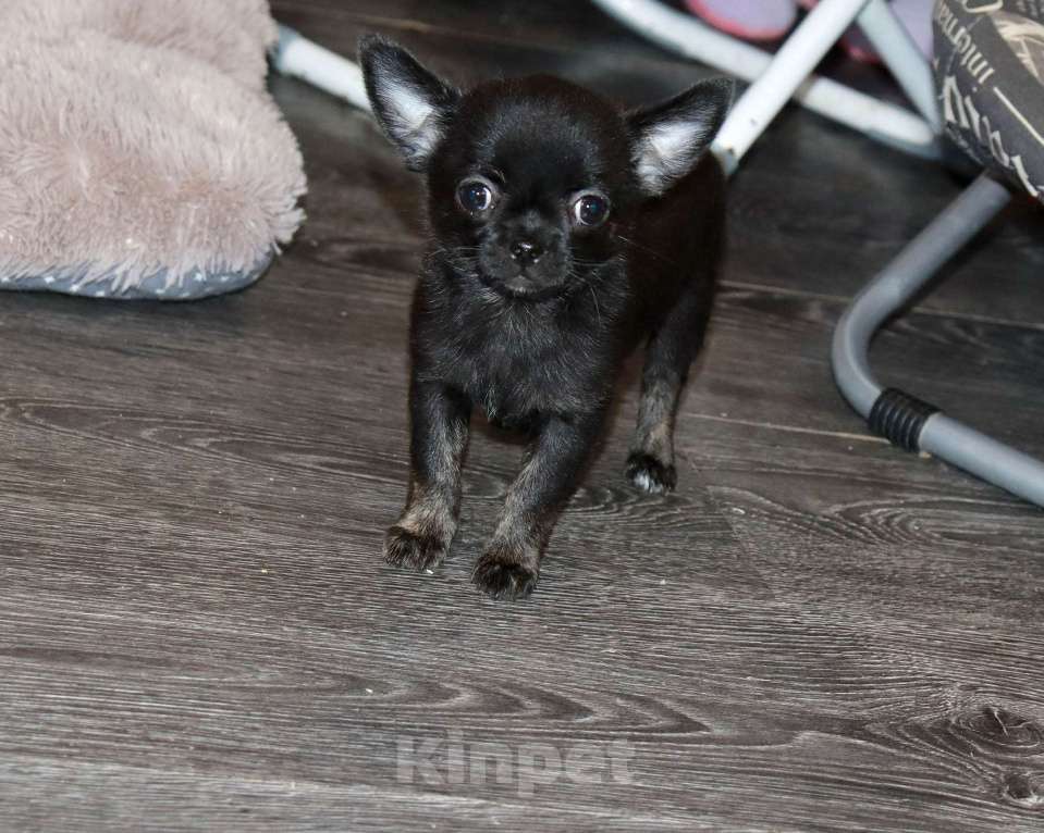 Собаки в Москве: Красавица ЧИХУАХУА Девочка, 55 000 руб. - фото 4