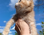 Кошки в Сланце: Котенок Мальчик, 30 000 руб. - фото 3