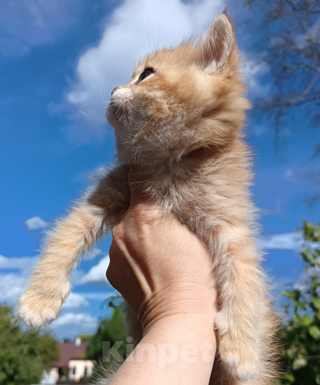 Кошки в Сланце: Котенок Мальчик, 30 000 руб. - фото 3