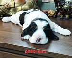 Собаки в Москве: Девочка 2 Девочка, 30 000 руб. - фото 1