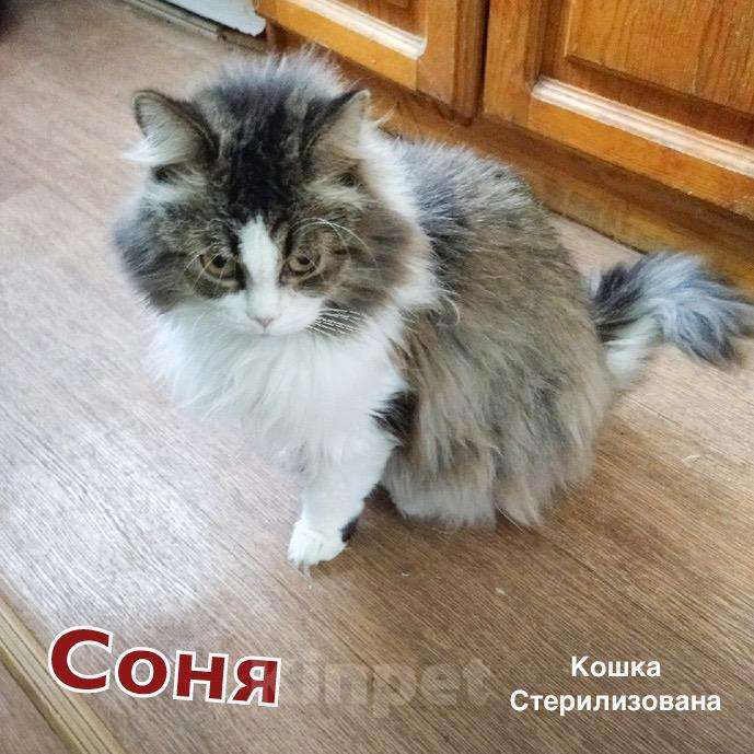Кошки в Полярном: Стерилизованная кошка, Бесплатно - фото 1