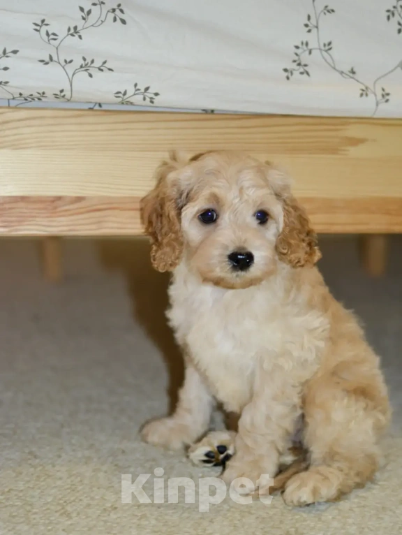 Собаки в Челябинске: Кокапу щенок Мальчик, Бесплатно - фото 3