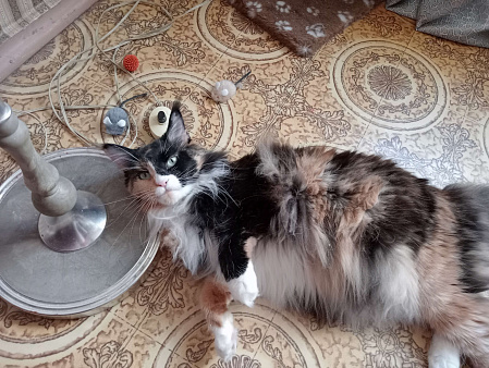 Кошка породы мей-кун