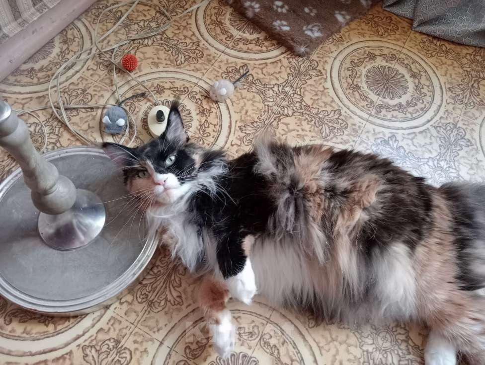 Кошки в Москве: Кошка породы мей-кун Девочка, 25 000 руб. - фото 1