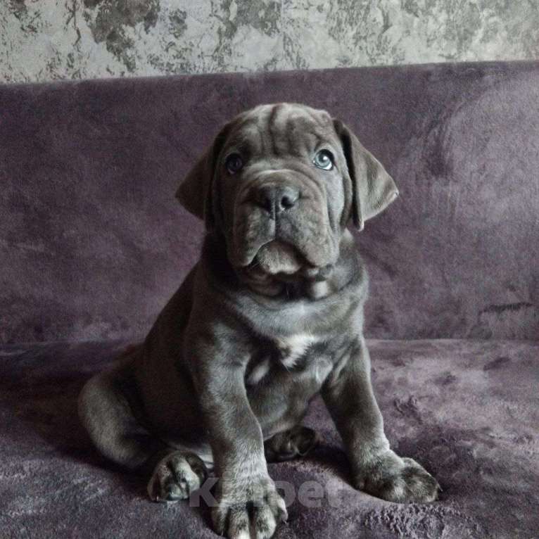 Собаки в Саратове: Кане-корсо,щенки Мальчик, 70 000 руб. - фото 1