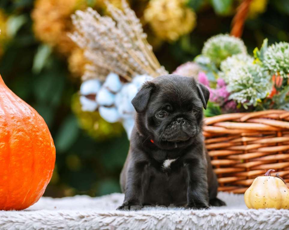 Собаки в Новосибирске: Мопс Сейлор Мун Девочка, 60 000 руб. - фото 6