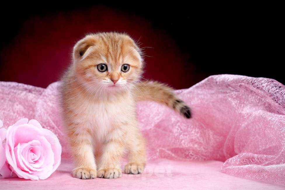 Кошки в Ижевске: Ласкуша Мальчик, 50 000 руб. - фото 3