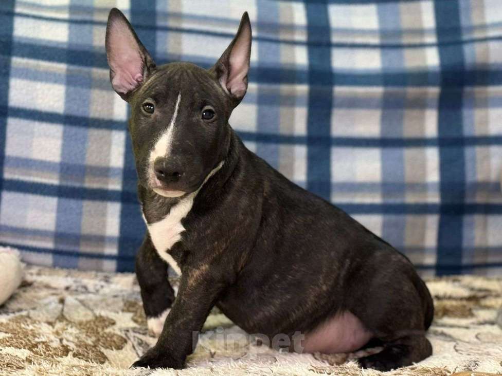 Собаки в Нижнем Новгороде: Высокопородные щенки Мальчик, Бесплатно - фото 1