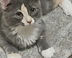 Кошки в Самаре: Котята ищут любящую семью ❤️ Девочка, Бесплатно - фото 1
