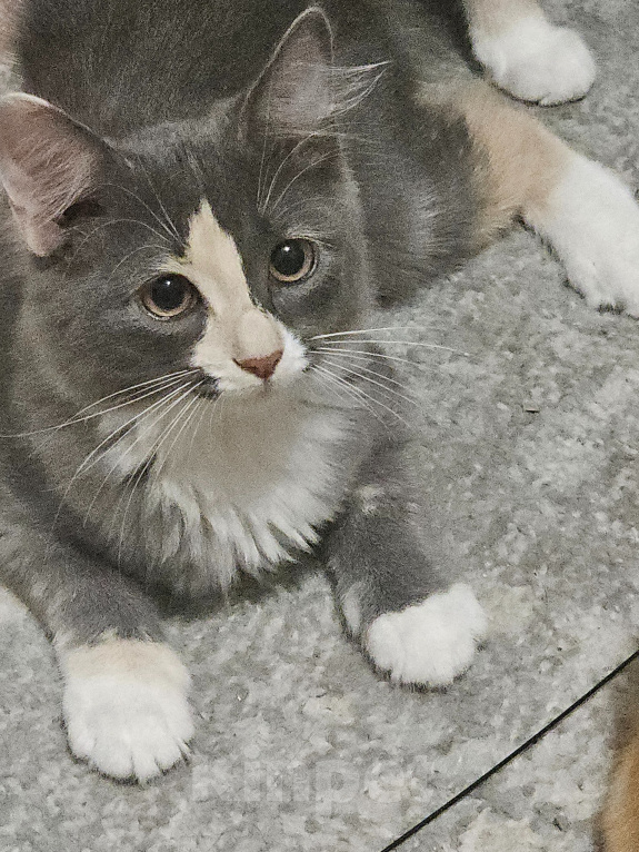 Кошки в Самаре: Котята ищут любящую семью ❤️ Девочка, Бесплатно - фото 1