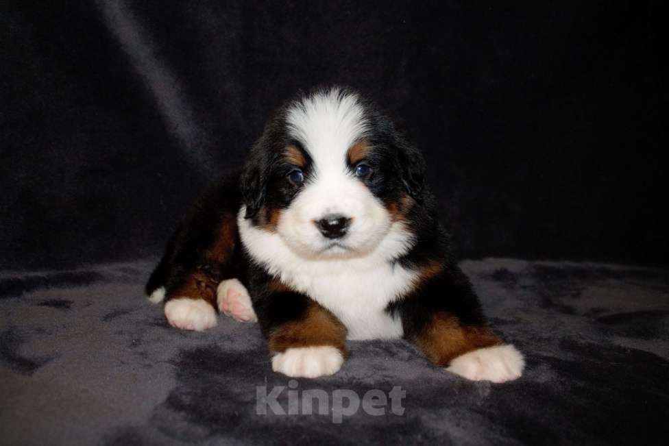 Собаки в других городах Московской области: Бернский зенненхунд Девочка, 50 000 руб. - фото 6