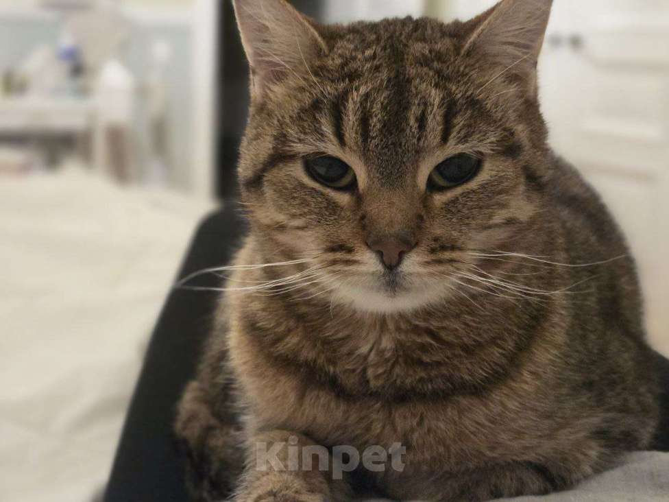 Кошки в Санкт-Петербурге: Старенькая кошка ищет дом Девочка, Бесплатно - фото 4