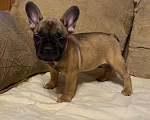 Собаки в Санкт-Петербурге: Шикарная девочка французского бульдога  Девочка, 40 000 руб. - фото 6