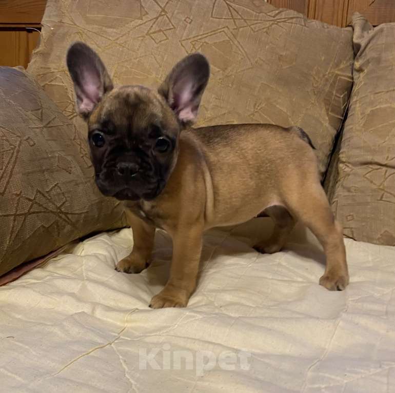 Собаки в Санкт-Петербурге: Шикарная девочка французского бульдога  Девочка, 40 000 руб. - фото 6
