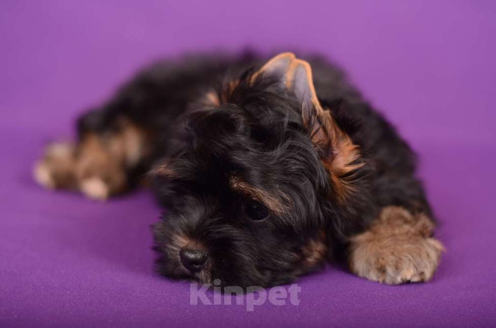 Собаки в Нижнем Новгороде: Мальчик цветного йорка Мальчик, 20 000 руб. - фото 3