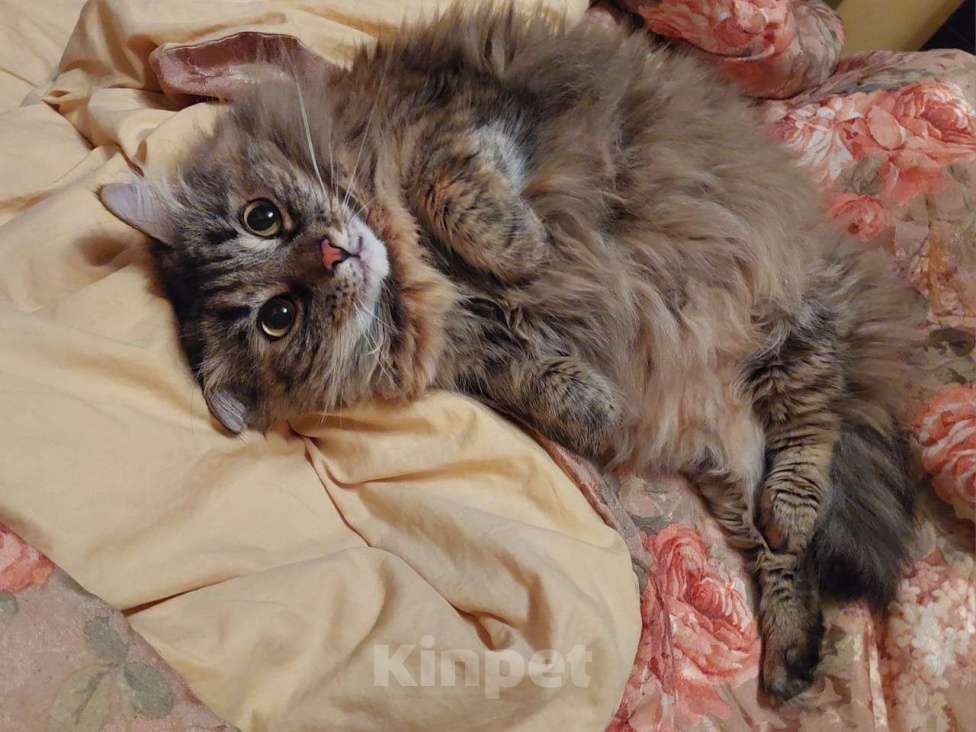 Кошки в Москве: Кошечка в добрые руки Девочка, Бесплатно - фото 1