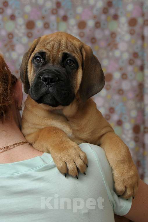 Собаки в Новосибирске: Щенок Бульмастифа   предлагается Мальчик, Бесплатно - фото 2