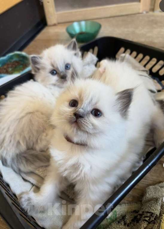 Кошки в Уфе: Котята Рэгдоллы Девочка, 65 000 руб. - фото 1