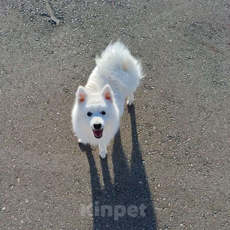 Собаки в Сочи: Белоснежный щенок японского шпица Мальчик, 30 000 руб. - фото 2