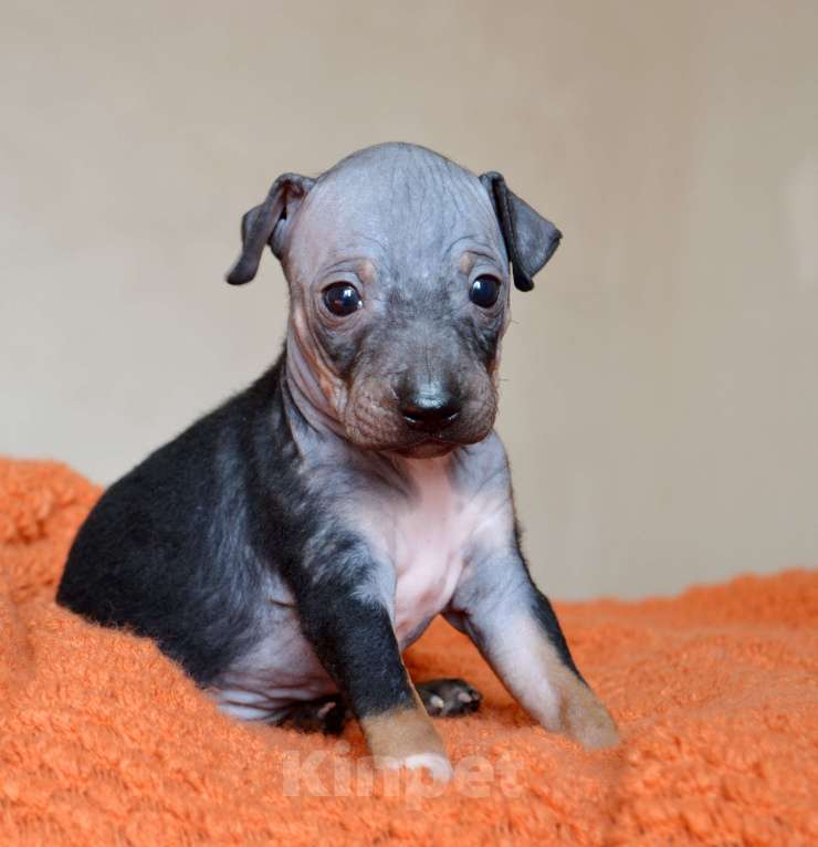 Собаки в Москве: Очаровательный брюнет голого терьера Мальчик, 45 руб. - фото 6