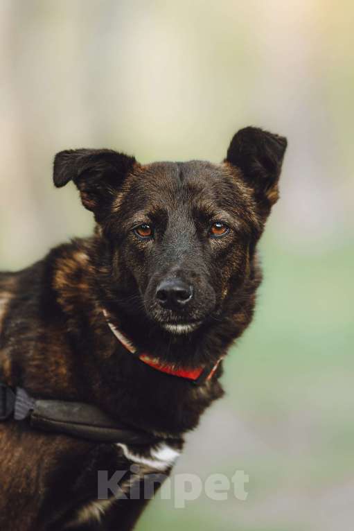 Собаки в Москве: Маленькая собачка-спинальник Кения в самые добрые руки Девочка, 1 руб. - фото 10