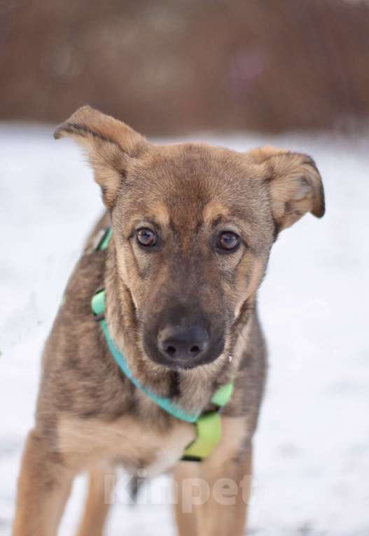 Собаки в Москве: Скромный Старк в поисках заботливой семьи Мальчик, Бесплатно - фото 4