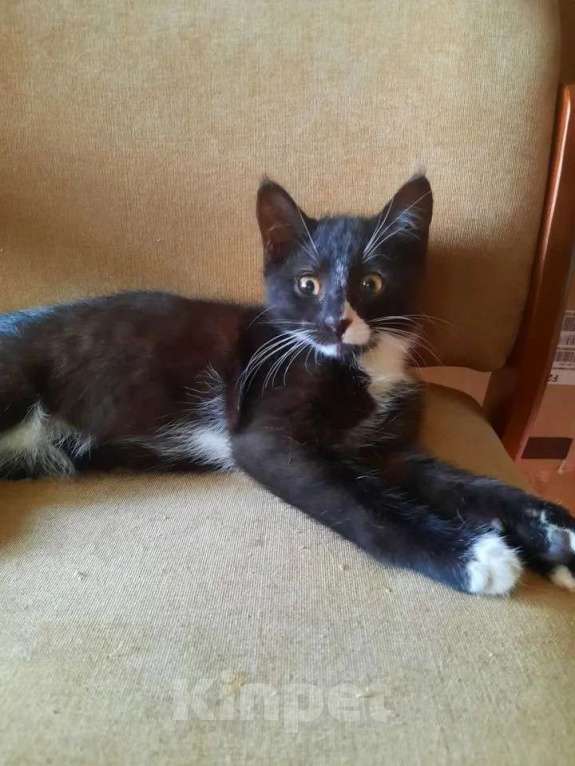 Кошки в Москве: Котята Шурик, Мия и Валентин ищут дом. Мальчик, Бесплатно - фото 6