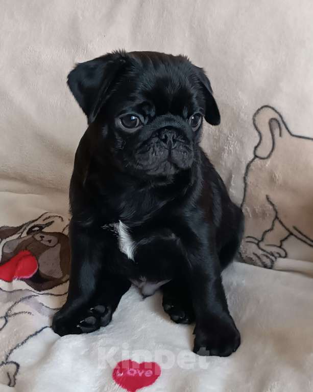 Собаки в Санкт-Петербурге: Щенки мопса бежевые и чëрные Мальчик, 60 000 руб. - фото 2