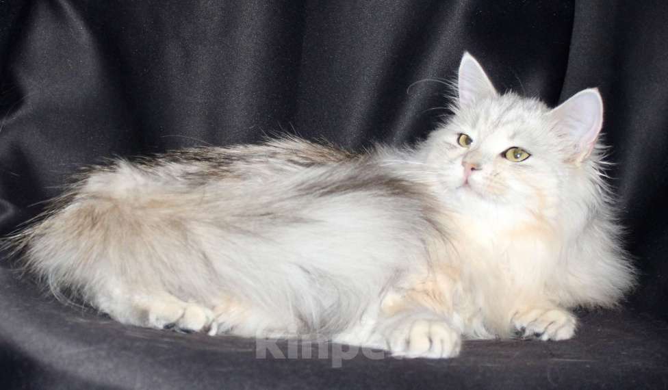 Кошки в Тюмени: Сибирский котёнок Девочка, 15 000 руб. - фото 4