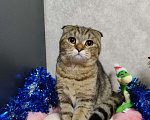 Кошки в Санкт-Петербурге: Ласковый  Шотландский котик ищет своих родителей Мальчик, 10 000 руб. - фото 5