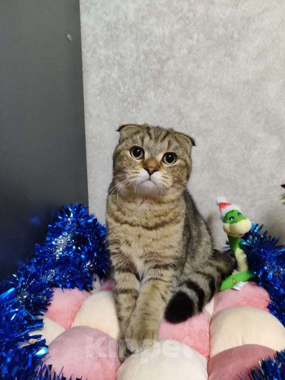 Кошки в Санкт-Петербурге: Ласковый  Шотландский котик ищет своих родителей Мальчик, 10 000 руб. - фото 5