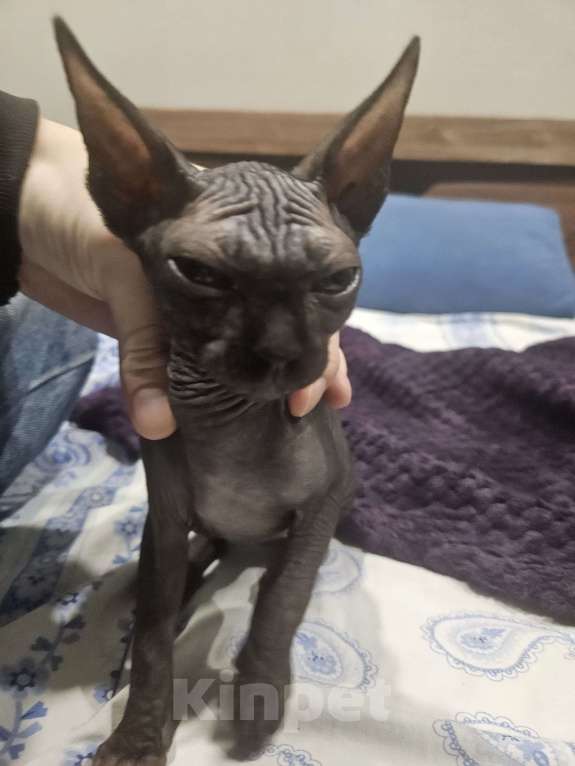 Кошки в Новороссийске: Канадский сфинкс котенок Девочка, 6 000 руб. - фото 5