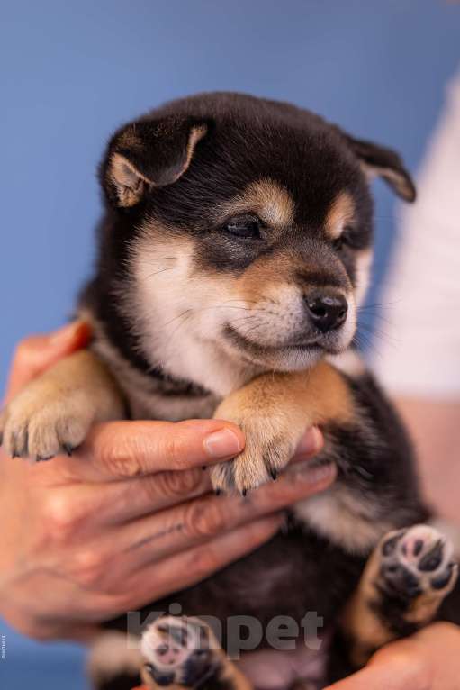 Собаки в Казани: Щенки сиба-ину — мальчик и девочка. Можно бронировать! Девочка, 90 000 руб. - фото 6