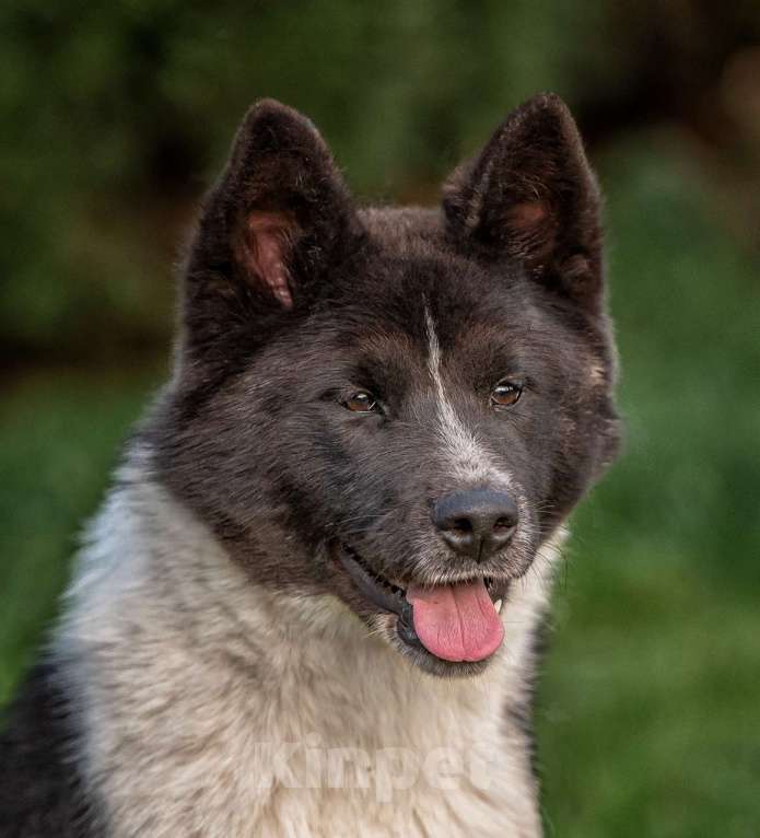 Собаки в Домодедово: Американская Акита подросток Девочка, Бесплатно - фото 1