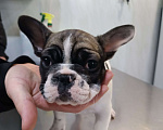 Собаки в Владикавказе: Продаются щенки Французского бульдога от родителей Интерчемпионов!!! Девочка, 90 000 руб. - фото 2