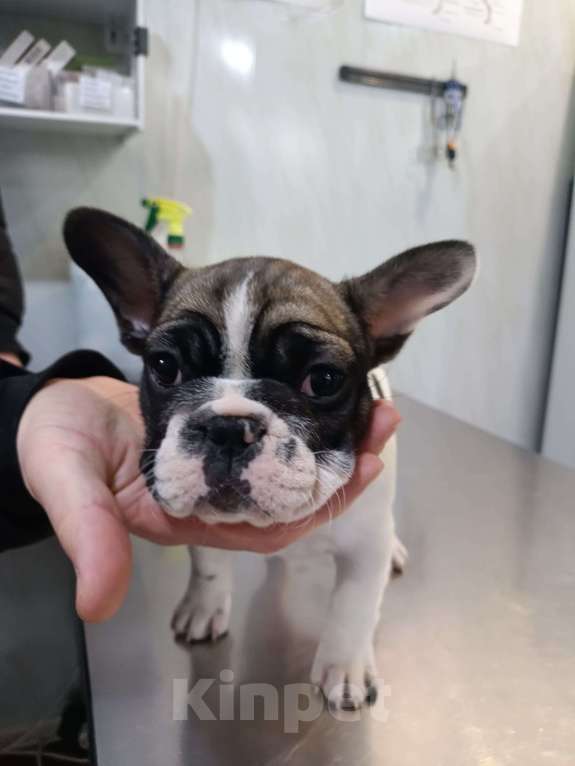 Собаки в Владикавказе: Продаются щенки Французского бульдога от родителей Интерчемпионов!!! Девочка, 90 000 руб. - фото 2
